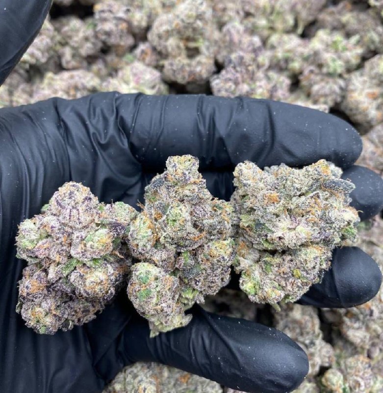??EYE CANDY CALI USA EXOTIC??